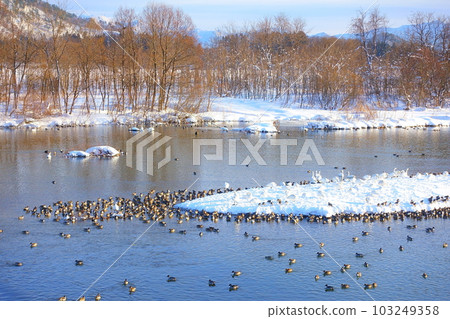 天鵝，鴨子，候鳥，久保田水邊學校，米澤 103249358