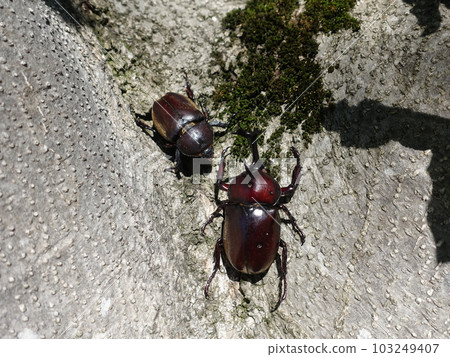 Beetle stag beetle summer vacation child Beetle stag beetle summer vacation child 103249407