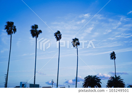 Palm trees and the sky Palm trees and the sky 103249501