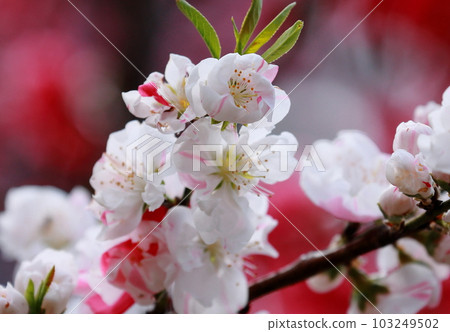 white and pink flower peach background blur white and pink flower peach background blur 103249502
