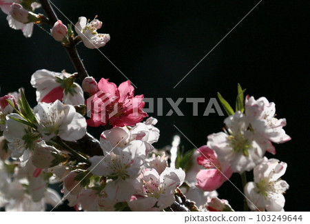 Backlit red and white flower peach petals Backlit red and white flower peach petals 103249644