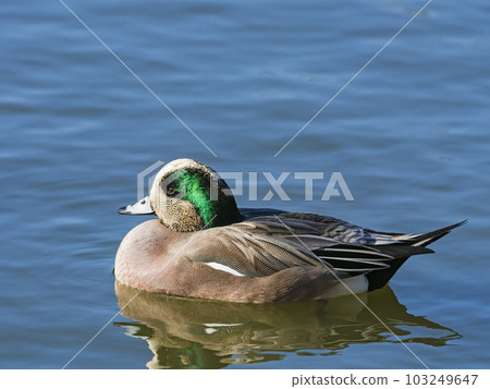 American Hydri 103249647