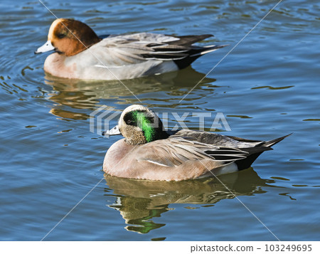 American wigeon male and wigeon male 103249695