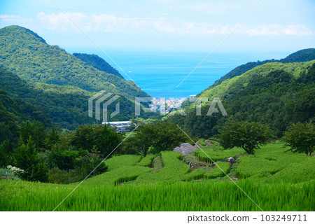 Izu Matsuzaki Town, Ishibe Terraced Rice Fields Izu Matsuzaki Town, Ishibe Terraced Rice Fields 103249711