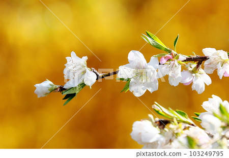 golden background and flower peach petals golden background and flower peach petals 103249795