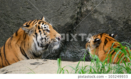Amur tiger brother bathing Amur tiger brother bathing 103249933