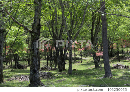 Yamatsutsuji in Happogahara, Yaita City 103250053