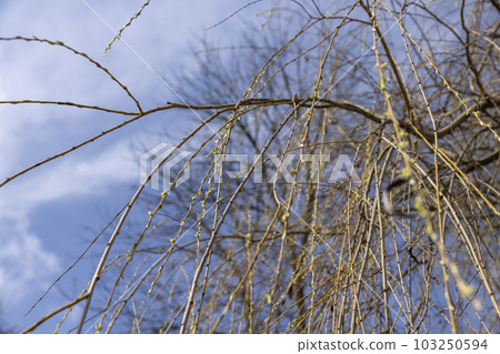 bare willow trees in the spring season in the park bare willow trees in the spring season in the park 103250594