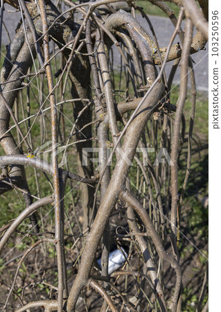 weeping mulberry tree in sunny weather in early spring weeping mulberry tree in sunny weather in early spring 103250596