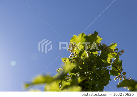 a young currant shrub with green foliage and flowers 103250620