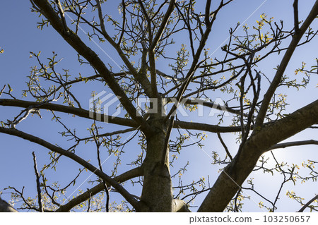the first foliage on a walnut blooming with long flowers 103250657