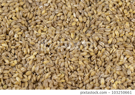 Cheap tasteless barley porridge close-up Cheap tasteless barley porridge close-up 103250661