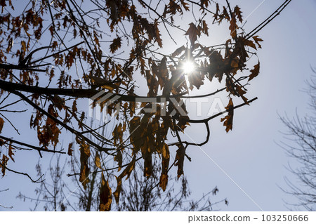 the old dry oak foliage hanging on the branches 103250666
