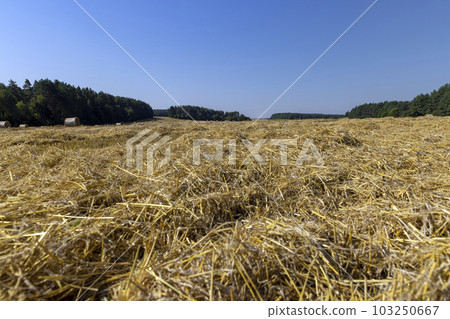 Yellow-golden straw on the field after harvesting in stacks Yellow-golden straw on the field after harvesting in stacks 103250667