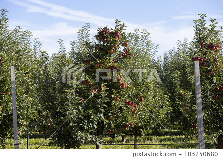 Apple orchard with red ripe apples hanging on branches Apple orchard with red ripe apples hanging on branches 103250680