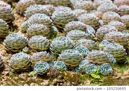 Echeveria desmetiana, succulent plant in the family Crassulaceae. Costa Rica 103250695