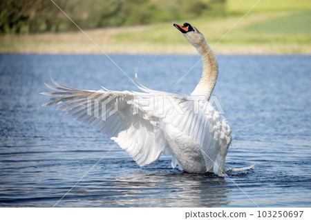Wild bird mute swan in spring on pond 103250697