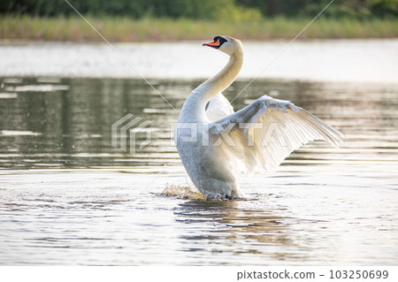 Wild bird mute swan in spring on pond 103250699