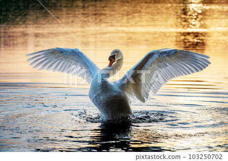 Wild bird mute swan in spring on pond Wild bird mute swan in spring on pond 103250702
