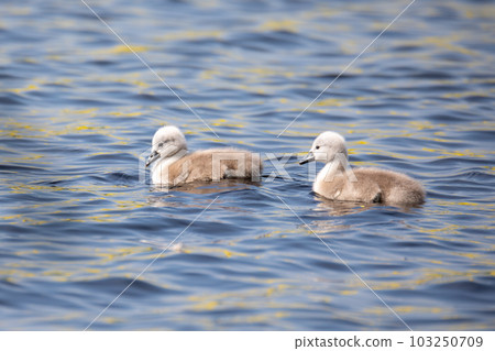 Wild bird mute swan chicken in spring on pond 103250709