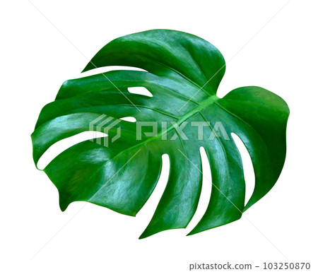 Green leaves pattern,leaf monstera isolated Green leaves pattern,leaf monstera isolated 103250870