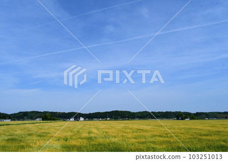 An early summer rural landscape 103251013
