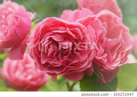 Soft peach-colored rose flower Soft peach-colored rose flower 103251047