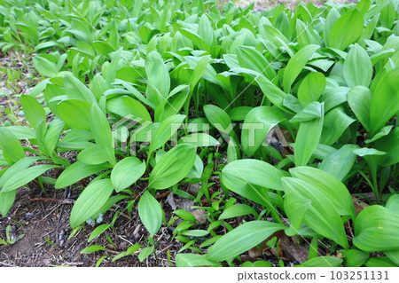 Colony of Ascetic Garlic Hokkaido Wild Vegetables Colony of Ascetic Garlic Hokkaido Wild Vegetables 103251131
