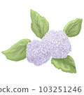 Watercolor style gentle touch leaf large hydrangea 103251246