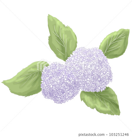 水彩風格溫柔觸葉大繡球 103251246