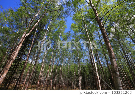 新鮮的綠色，白樺林，白樺林 103251263