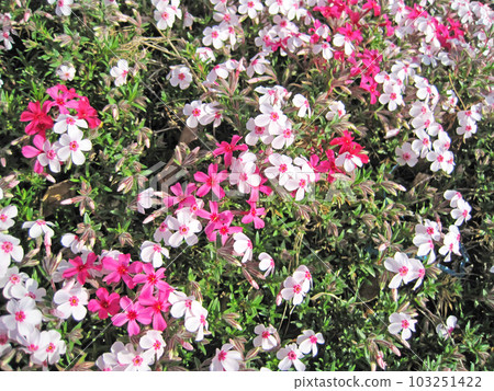 white and pink moss phlox 103251422