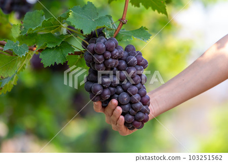 Grape harvest, Vineyards at sunset in autumn harvest ripe grapes in fall, Vineyard with ripe grapes in countryside at sunset, Nature background with Vineyard in autumn harvest. Ripe grapes in fall. Grape harvest, Vineyards at sunset in autumn harvest ripe grapes in fall, Vineyard with ripe grapes in countryside at sunset, Nature background with Vineyard in autumn harvest. Ripe grapes in fall. 103251562