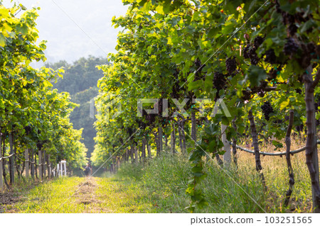 Grape harvest, Vineyards at sunset in autumn harvest ripe grapes in fall, Vineyard with ripe grapes in countryside at sunset, Nature background with Vineyard in autumn harvest. Ripe grapes in fall. 103251565