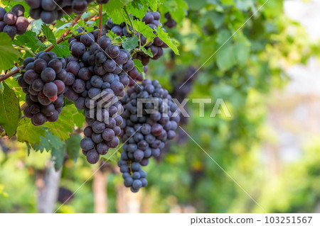 Grape harvest, Vineyards at sunset in autumn harvest ripe grapes in fall, Vineyard with ripe grapes in countryside at sunset, Nature background with Vineyard in autumn harvest. Ripe grapes in fall. Grape harvest, Vineyards at sunset in autumn harvest ripe grapes in fall, Vineyard with ripe grapes in countryside at sunset, Nature background with Vineyard in autumn harvest. Ripe grapes in fall. 103251567