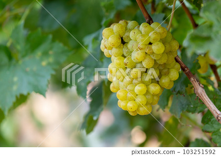 Grape harvest, Vineyards at sunset in autumn harvest ripe grapes in fall, Vineyard with ripe grapes in countryside at sunset, Nature background with Vineyard in autumn harvest. Ripe grapes in fall. Grape harvest, Vineyards at sunset in autumn harvest ripe grapes in fall, Vineyard with ripe grapes in countryside at sunset, Nature background with Vineyard in autumn harvest. Ripe grapes in fall. 103251592