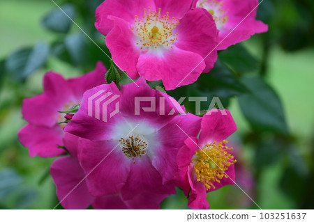 Rose flower (close-up) 103251637