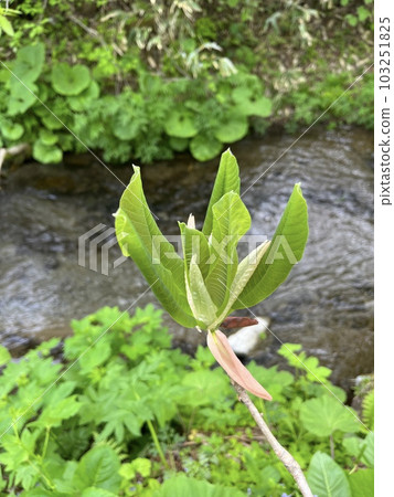 Sprouts of magnolia tree Sprouts of magnolia tree 103251825
