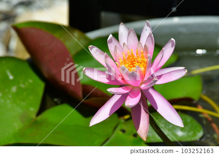 初夏的莫奈花園 歐式園林 水邊 103252163