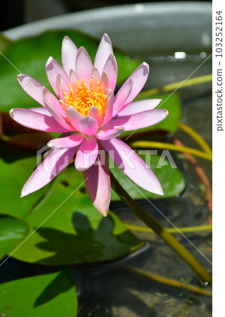 初夏的莫奈花園 歐式園林 水邊 103252164
