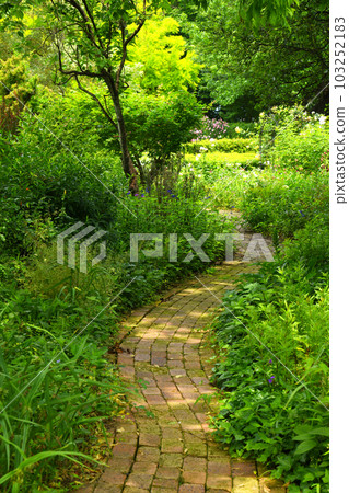 A brick path in the greenery 103252183