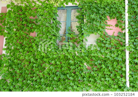 初夏的莫奈花園 歐式園林 水邊 103252184