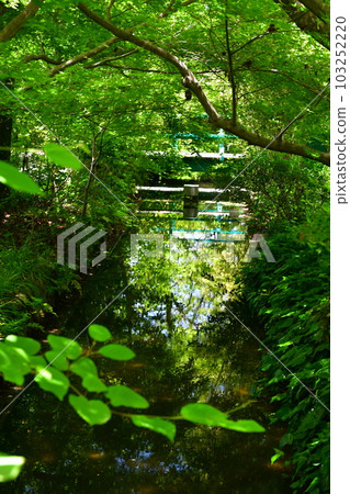初夏的莫奈花園 歐式園林 水邊 初夏的莫奈花園 歐式園林 水邊 103252220