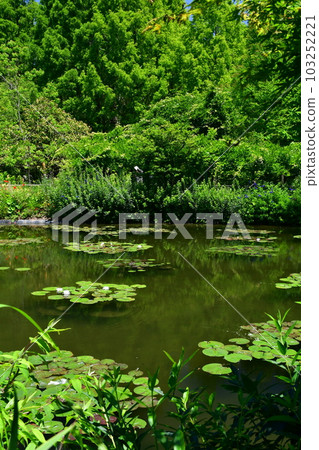 初夏的莫奈花園 歐式園林 水邊 初夏的莫奈花園 歐式園林 水邊 103252221