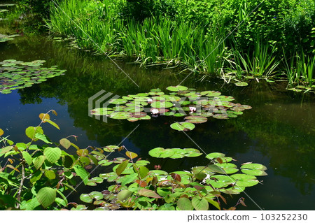 Monet's garden in early summer European-style garden waterfront 103252230