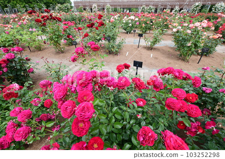 岐阜世界玫瑰園玫瑰花 103252298