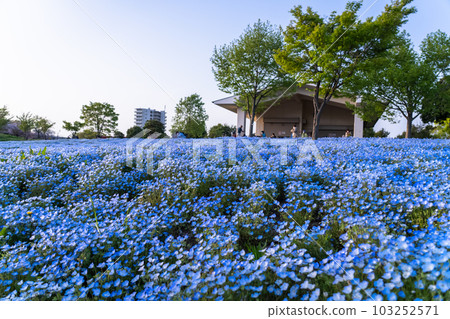 《東京》盛開的Nemophila田/春天的捨人公園 《東京》盛開的Nemophila田/春天的捨人公園 103252571