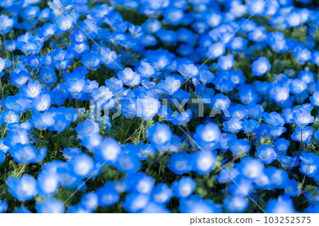 盛開的“東京” nemophila 田，舍人公園 103252575