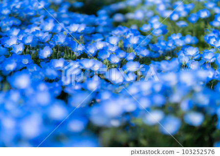 盛開的“東京” nemophila 田,舍人公園 盛開的“東京” nemophila 田,舍人公園 103252576