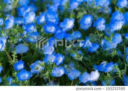 "Tokyo" nemophila field in full bloom, Toneri Park 103252589